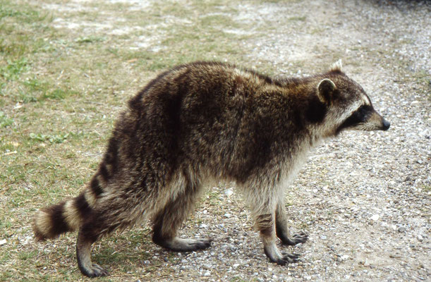 Wasbeer 9racoon)