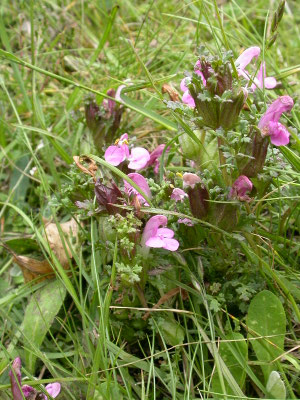 Pedicularis sylvatica - Heidekartelblad
