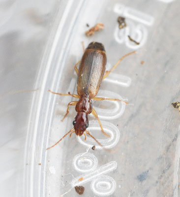 Paradromius linearis - Smalle schorsloper