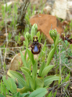 Ophrys speculum - Spiegelophrys