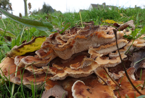 Toefige labyrintzwam