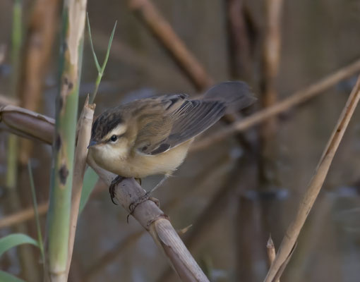 Acrocephalus schoenobaenus - Sedge Warbler