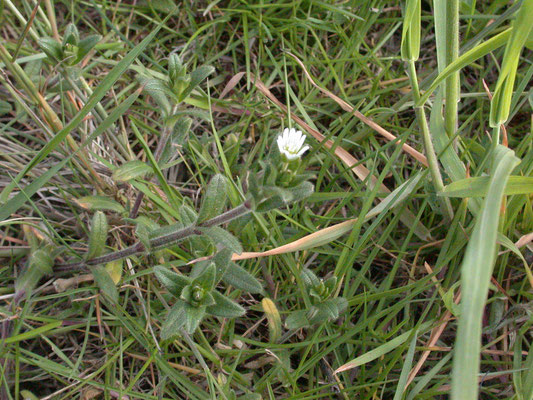 Cerastium fontanum - Gewone hoornbloem