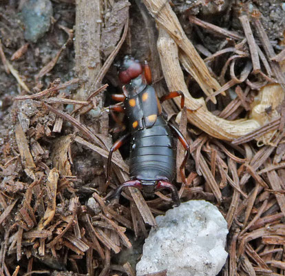 Anechura bipunctata