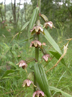 Epipactis helleborine - Brede wespenorchis