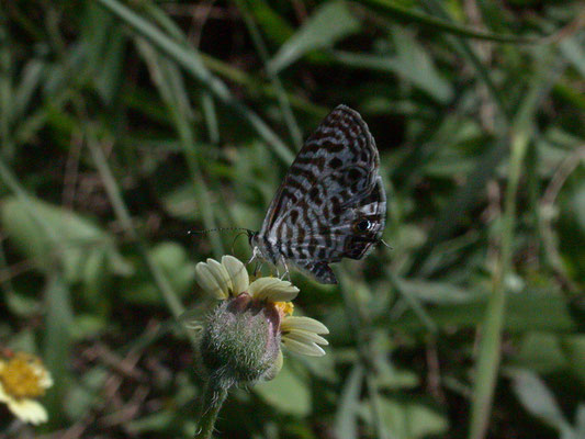 Leptotes babaulti
