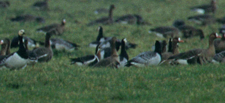 Roodhalsgans