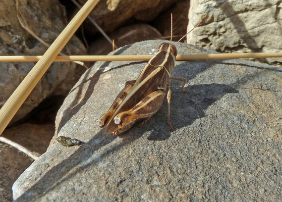 Caliptamus italicus