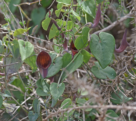 Aristolochia baetica