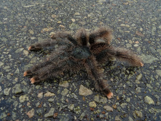 Vogelspin: Avicularia metallica