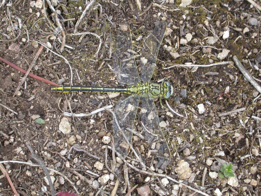 plasrombout (Gomphus pulchellus)