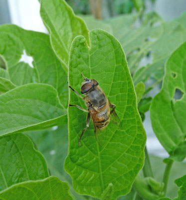 Eristalis tenax - Blinde bij