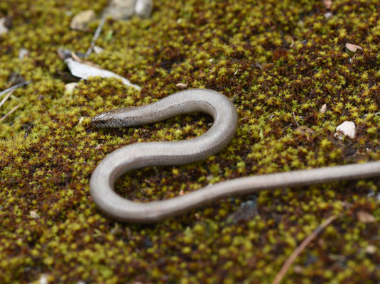 Oostelijke Hazelworm