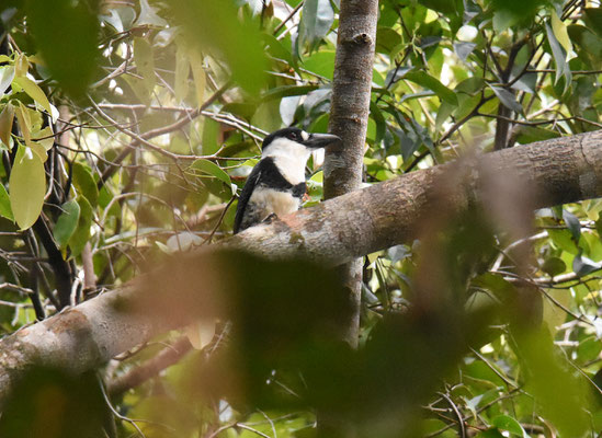 Guianan Puffbird