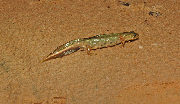 Triturus pygmaeus - Dwergmarmersalamander