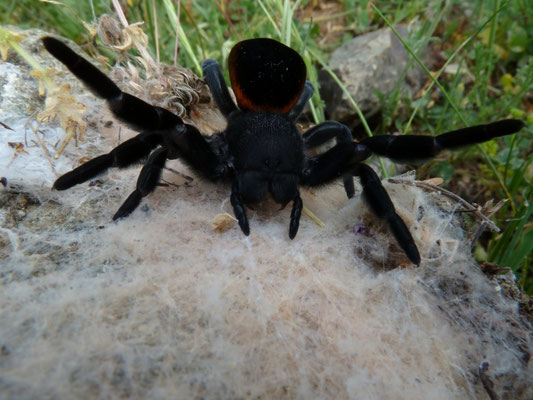Eresus walckenaerius