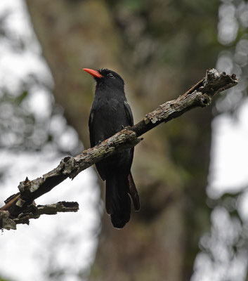 Black Nunbird