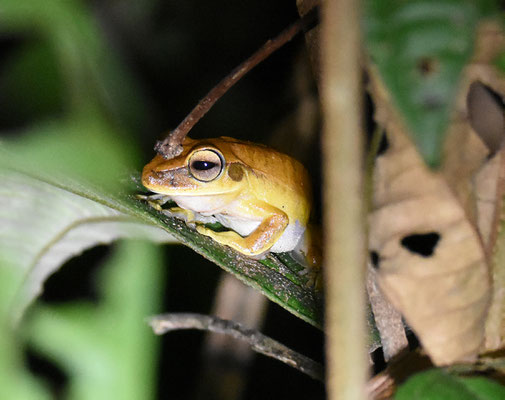 Boana multifasciata