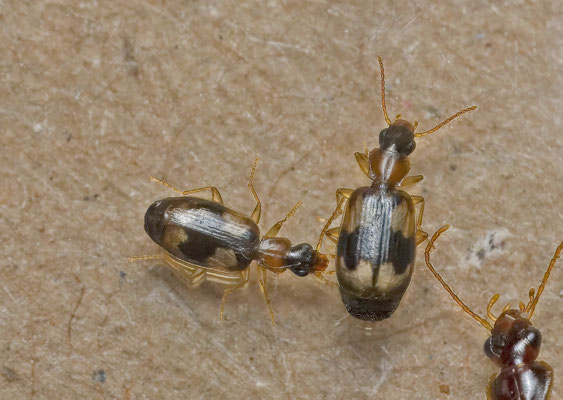 Calodromius bifasciatus - Zuidelijke schorsloper