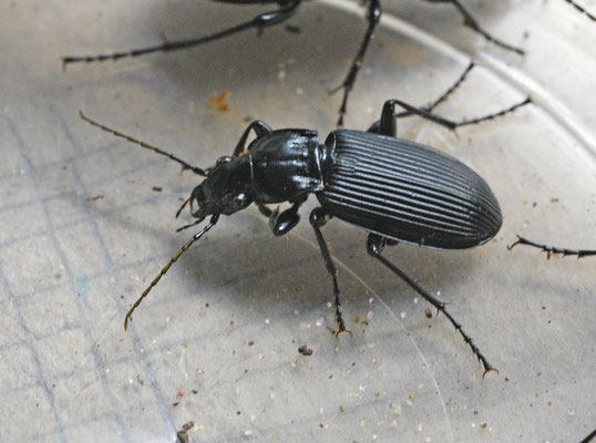 Pterostichus niger - Grote zwartschild