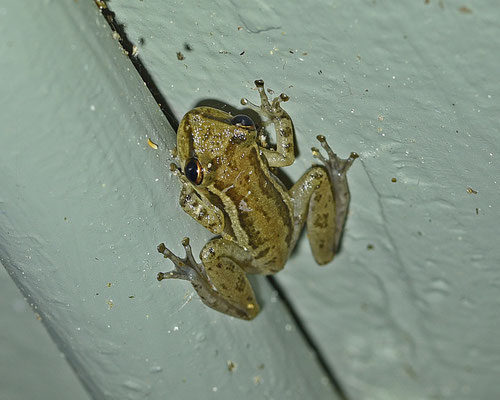 Scinax ruber