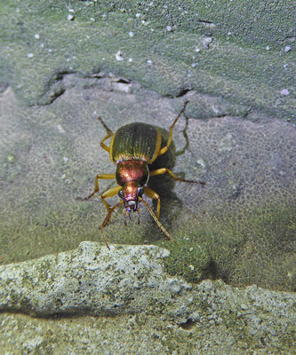Chlaenius velutinus