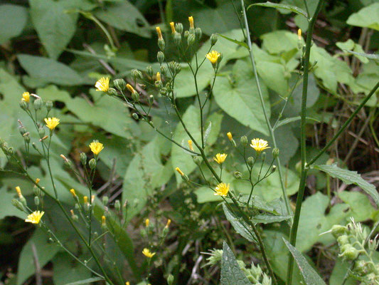 Lapsana communis - Akkerkool