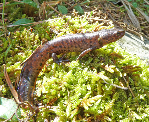 Triturus macedonicus - Macedonische kamsalamander