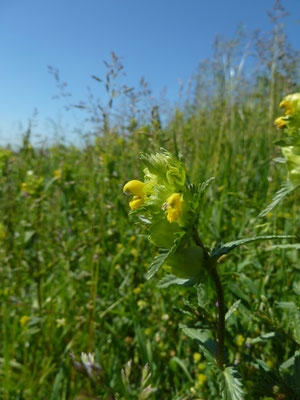 Rhinanthus minor - Kleine ratelaar