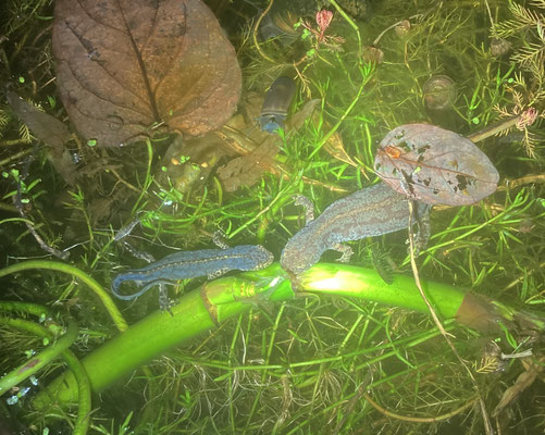 De Alpenwatersalamander in eigen tuin doet het goed