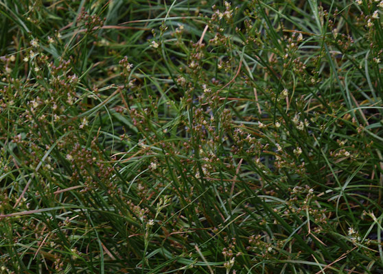 Juncus articulatus - Zomprus