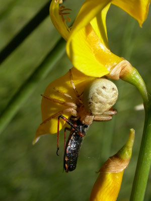 gewone kameleonspin (Misumena vatia)