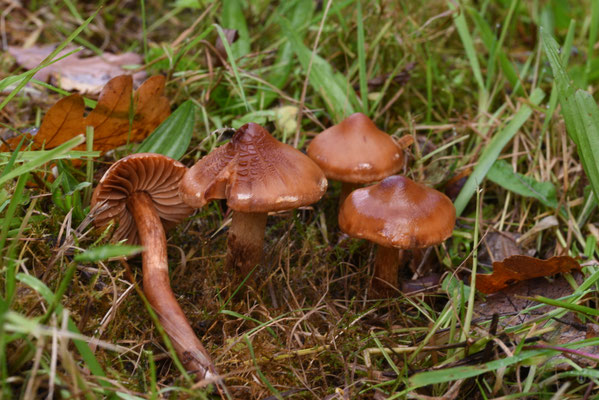 Cortinarius hinnuleus - Muffe gordijnzwam