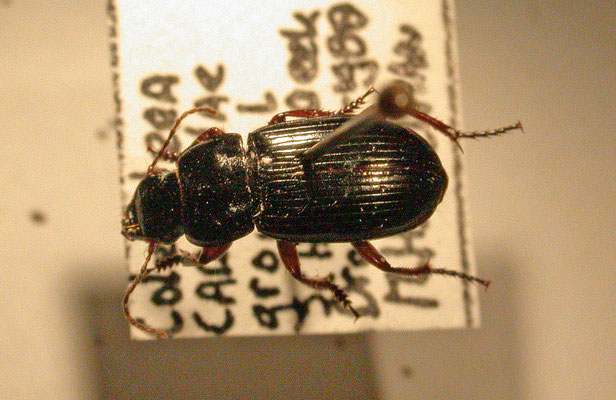 Harpalus laevipes