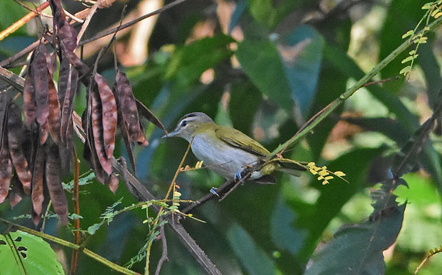 Red-eyed Vireo