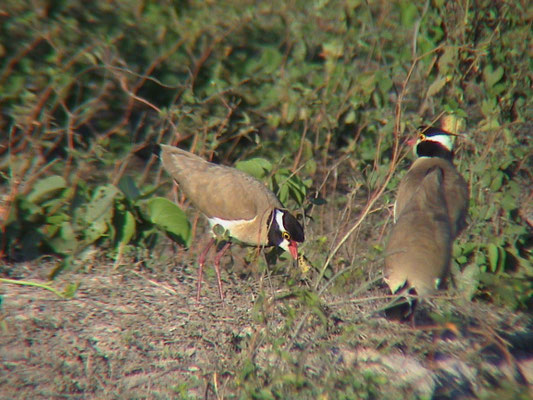 Vanellus tectus - Black-headed Plover (B-headed Lapwing)