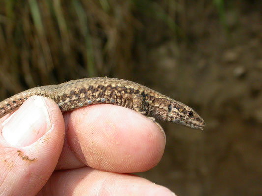 muurhagedis (Podarcis muralis)