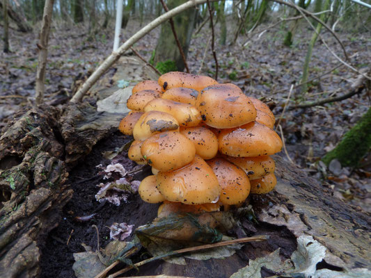 Flammulina velutipes - Gewoon fluweelpootje