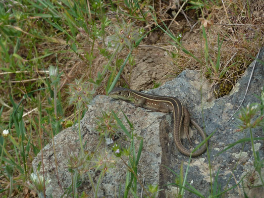 Lacerta trilineata, juveniel