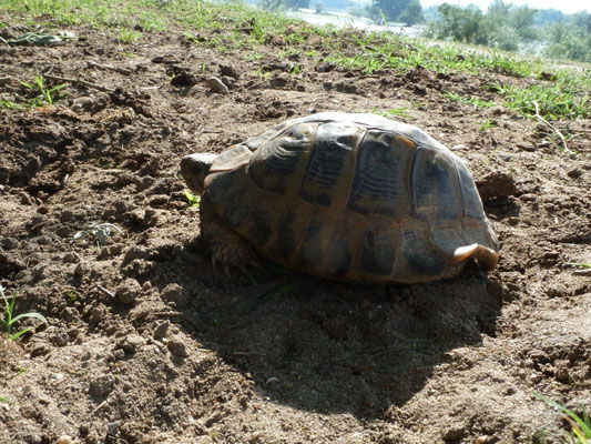 Testudo hermanni boetgeri