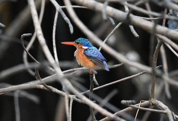 Alcedo cristata - Malachite Kingfisher