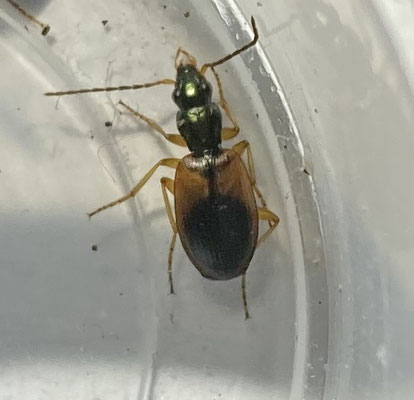 Anchomenus dorsalis - Akkersnelloper