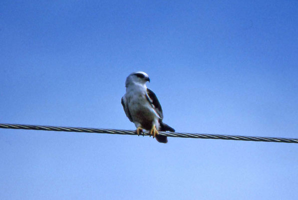 Australian Black-shouldered Kite