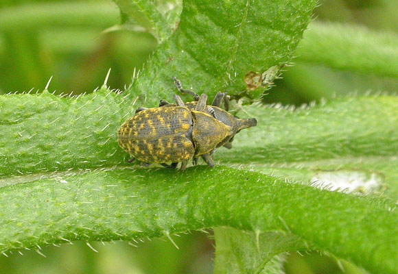 Larinus turbinatus