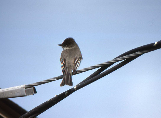 Eastern Phoebe