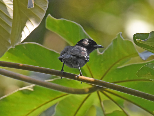 White-winged Becard, male