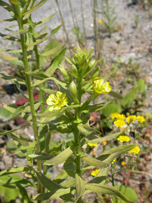 Oenothera parviflora - Kleine teunisbloem