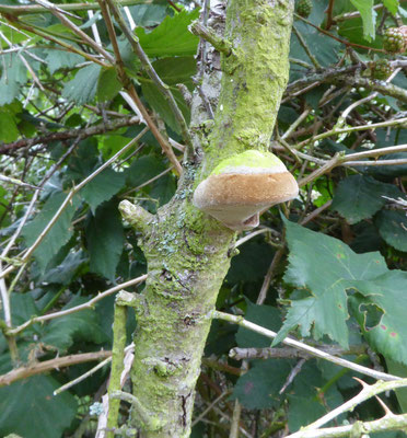 Phellinus hippophaecola - Duindoornvuurzwam