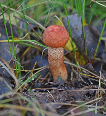 Leccinum aurantiacum - Rosse populierboleet