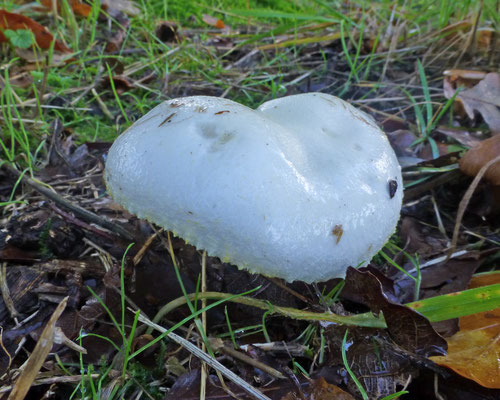 Hygrophorus chrysodon - Goudgerande slijmkop